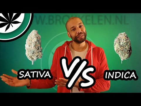 Wat is het verschil tussen Indica & Sativa wiet?