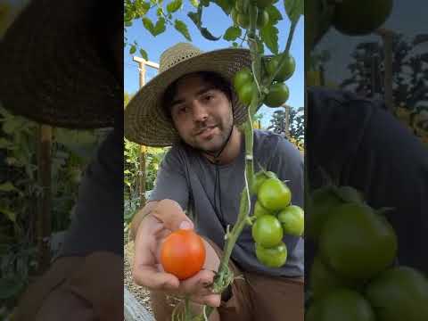 Vine Ripened Tomatoes Aren't What You Think...