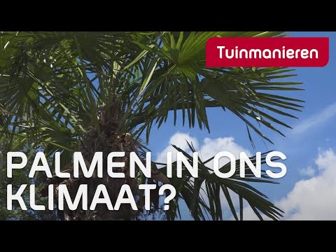 Overleven  palmen in de tuin in ons klimaat?