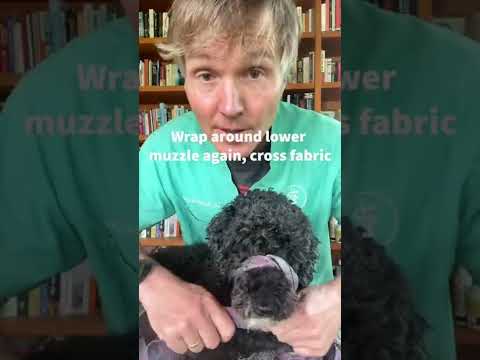 How to make a dog muzzle at home