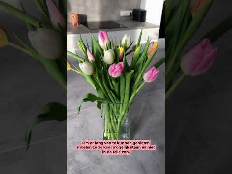 Waarom je tulpen NIET schuin moet afsnijden?!? En meer tips hoe je tulpen eeuwig meegaan! 💐😍