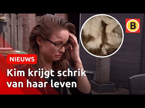 ‘Ze hebben onze kat vermoord... opgehangen’ | Omroep Brabant