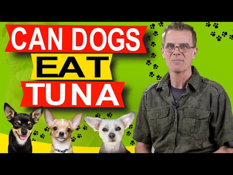 Can Dogs Eat Tuna (How Much?)