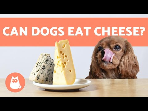 CAN DOGS EAT CHEESE? 🧀 Or Other DAIRY Products?