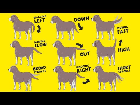 Interpret Dog Tail Wags: How to Understand Dog's Body Language