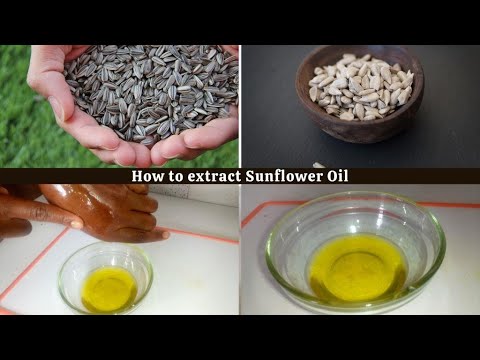 How to make Sunflower oil at home