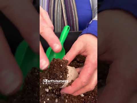 Gardening Hack: Make your own seed starting containers