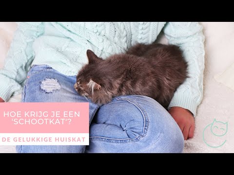 WAAROM WIL MIJN KAT NIET OP SCHOOT? En wat kun je er aan doen? - De gelukkige huiskat | Kattengedrag