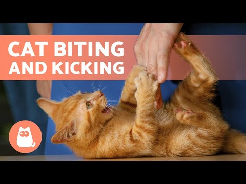 My Cat BITES and KICKS Me 💥🐈 (Causes and What to do)