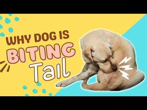 Dog Has Scabs On Back Near Tail - Easy Home Treatment