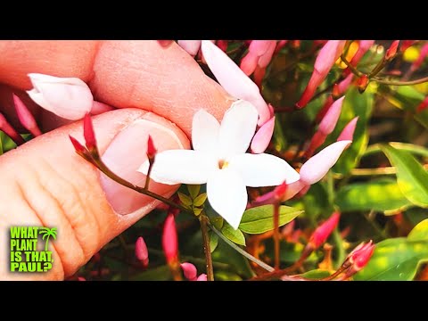 The BEST SMELLING PLANT in my YARD / Jasminum polyanthum / It's Fragrance is Next Level