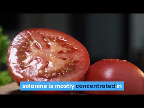 Can Dogs Eat Tomatoes? [ANSWERED]