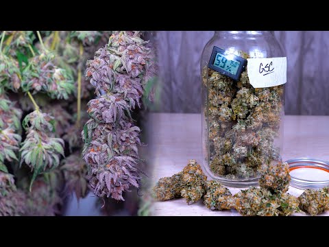 DRYING & CURING CANNABIS FOR BEGINNERS